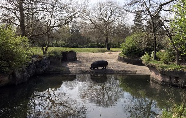 Seattle Woodland Park Zoo hippopotamus
