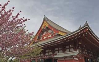 Senso-ji temple and cherry tree blossoms in Asakusa Tokyo Japan