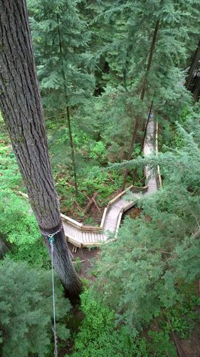 Capilano Suspension Bridge Park Treetops Adventure looking down to lower walkway