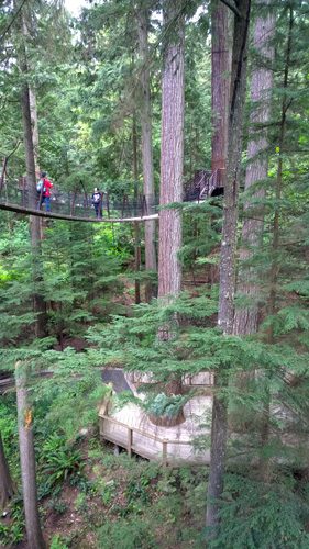 Capilano Suspension Bridge Park Treetops Adventure suspension bridge and lower walkway