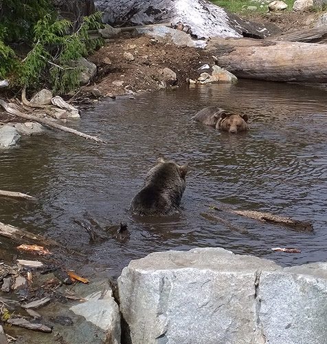Grouse Mountain Skyride grizzly bears