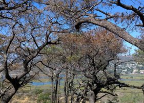 Torrey pine trees on Guy Fleming Trail in Torrey Pines State Natural Reserve of La Jolla California