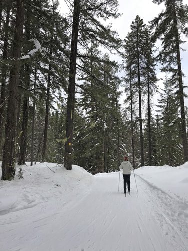Lake Wenatchee State Park cross-country nordic ski trails in forest