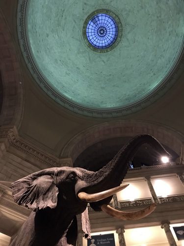 Smithsonian Natural History Museum atrium dome elephant in Washington DC