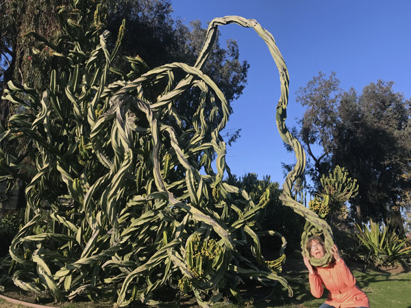 San Diego Balboa Park Desert Garden cactus